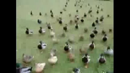 Нападението на патките - смешни животни 