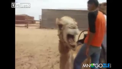 Дет метъл камила