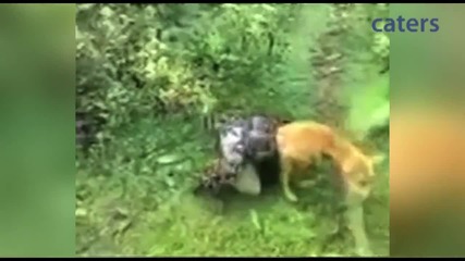 Стопанин спасява кучето си от смъртоносната прегръдка на питон !