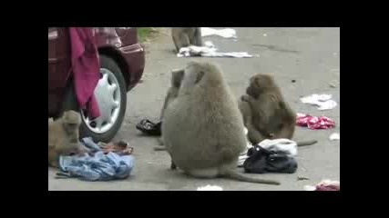 Любопитни маймуни-смях