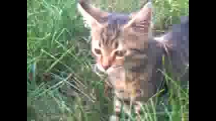 kote