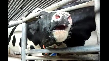 Тази крава е доста палава :)
