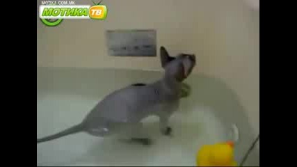 Котка която обича водата