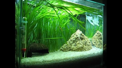 Моят нано аквариум