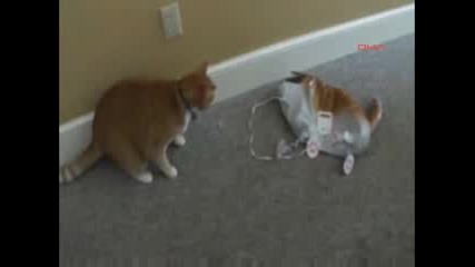 котка спуква котка от балон