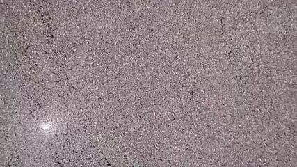 Обявиха извънредно положение във Волос заради тонове мъртва риба (ВИДЕО)