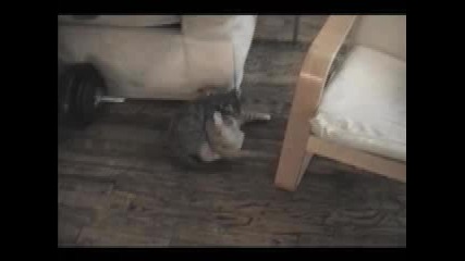 Cat Fight