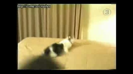 Crazy Cats