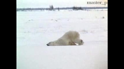 Мързеливата Бяла Мечка!