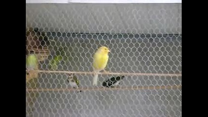 Жълто канарче пее