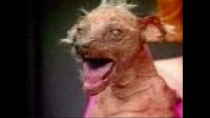 Worlds Ugliest Animals 