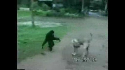 Талантлива Маймуна