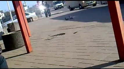 Загорял гълъб *смях*