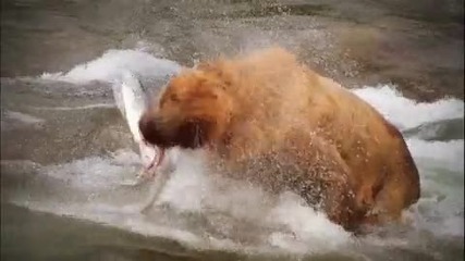 Красотата на животните - Nat Geo Wild