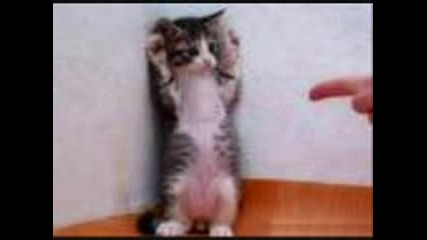 Funny Animals