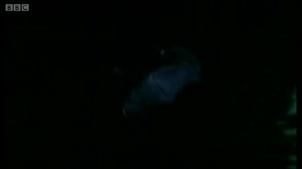 Bats hunting their prey - Top Bat - Bbc 