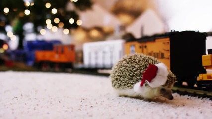 Hedgehog Christmas! In 4k!
