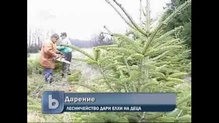 Лесничейство дари елхи на деца 