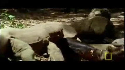 Man - Eating Dragon.. 