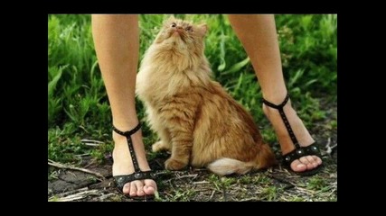 animals