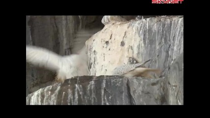 Природен свят Благороден сокол, бял вълк (2008) бг субтитри Част 2