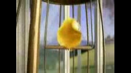 Sweety Chicken ! 
