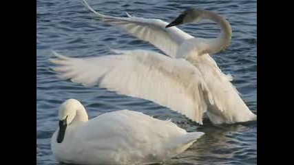 Swan Lake - Tchaikovski - Swan Dance