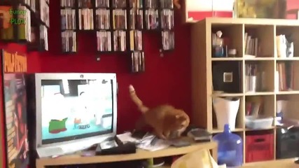 Компилация смешни котета които немогат да скочат ! (смях)