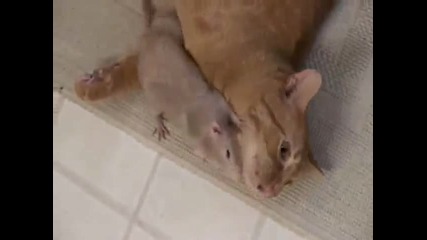 Големи Сладури - Котка И Мишка 