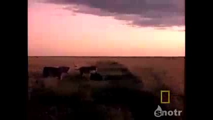 Най - безстрашното животно 