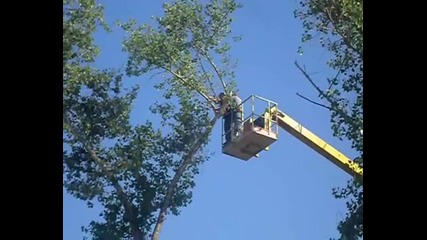 Рязане на дървета - отрязване на тополи с вишка 0879 37 24 59