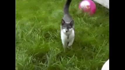 The Pure Evil Cat 