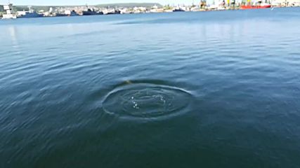 Делфин забавлява хора на пристанището