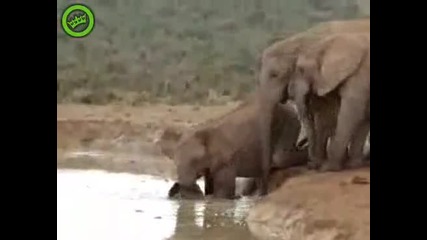 слонове спасяват малко слонче 