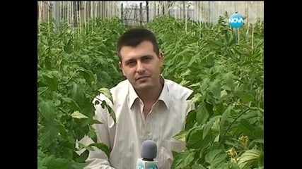 По изгубените следи на българския домат