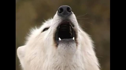 White Wolf - Плачът на вятъра