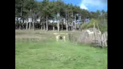 L1ki S Atv