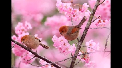 André Rieu - Nightingale Serenade