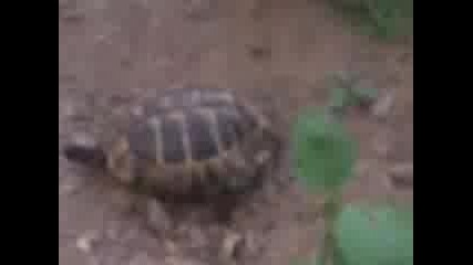 костенурката Прокопий на разходка в зелето