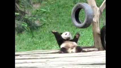 Dancing Panda 