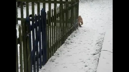 Кучета се радват на снега .. 