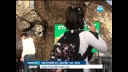 Европейско дърво на 2014 - Новините на Нова