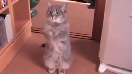 Танцуваща котка