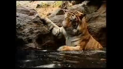 toq tigar e golqmo lice!!!!
