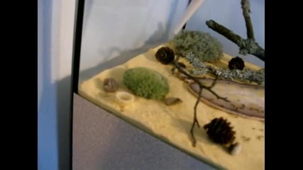 Lasius niger (черна градинска мравка) колония- 4000 работника.