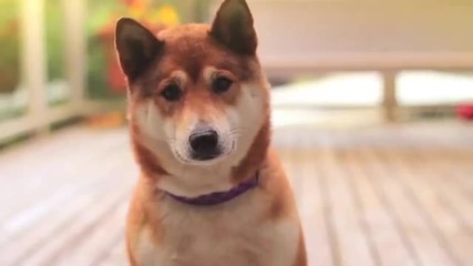 Танцуващо куче