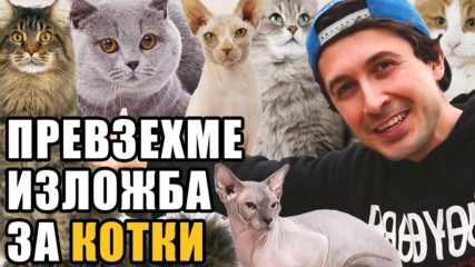 Най-яките котки от ИЗЛОЖБАТА ЗА КОТКИ в София 2017