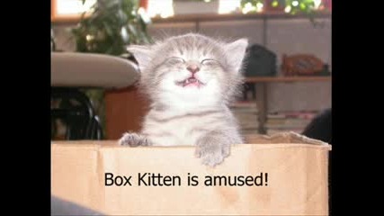 Funny Pictures Compilation
