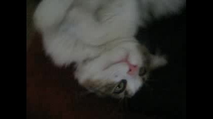 Котинце