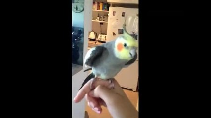 Папагал пее дъбстеп!